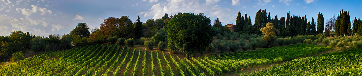 Vino Biologico di Qualità prodotto in Toscana - Acquista Online