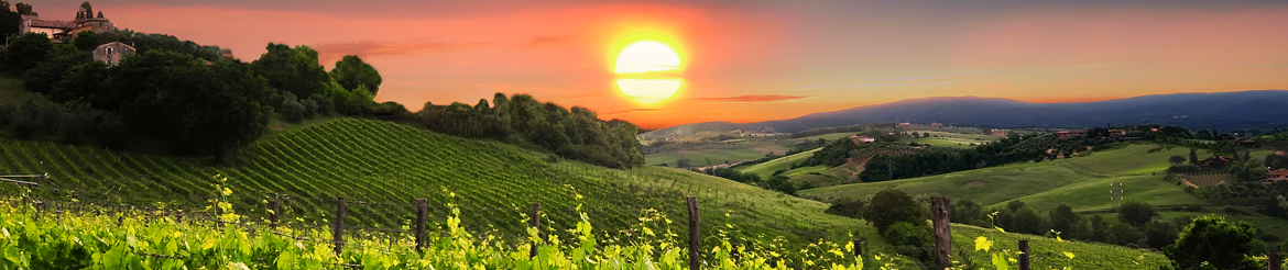 Quality Organic Wine Collections - Tuscany - Buy Online