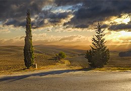 The cypress, an icon of the Tuscan landscape