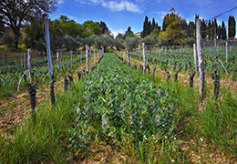 Vicia Faba bean plants at work in our organic vineyards